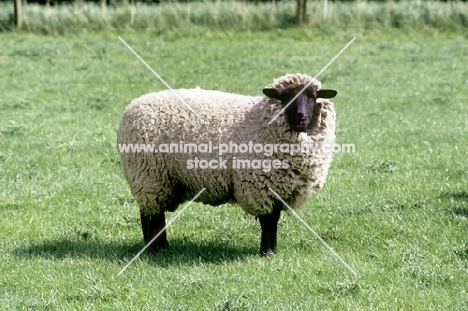 mixed breed sheep,