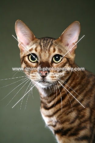 Toyger cat