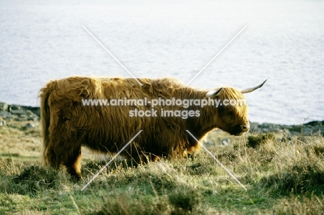 side view of highland cow on eriskay island