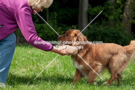 Nova Scotia Duck Tolling Retriever retrieving dummy