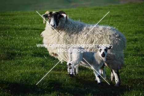 Scottish Blackface ewe and Scotch Mule lamb