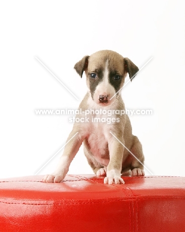 Whippet puppy in studio