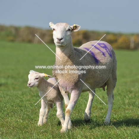 Poll Dorset with lamb