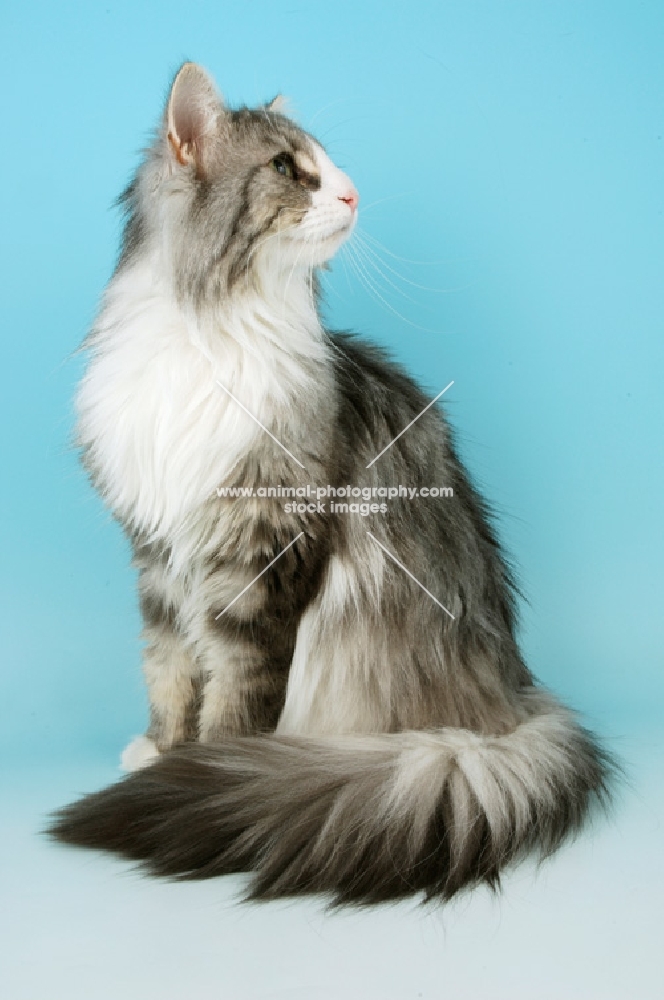 blue silver tabby and white norwegian forest cat