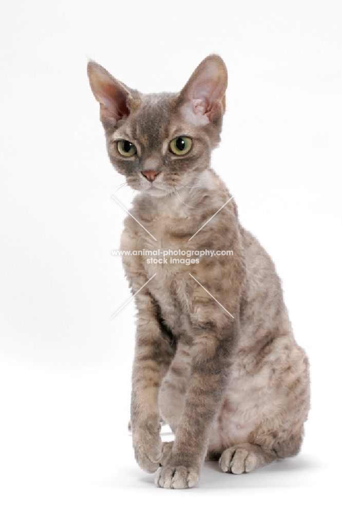 Devon Rex, Blue Mackerel Torbie, sitting