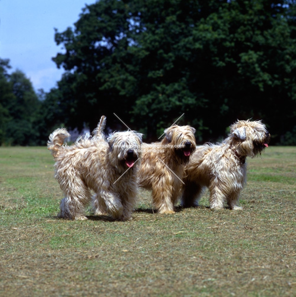 three soft coated wheaten terriers, undocked, standing on grass