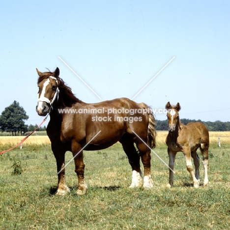 westphalian cold blood mare with her foal