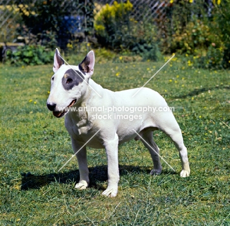white bull terrier with black eye patch standing on grass