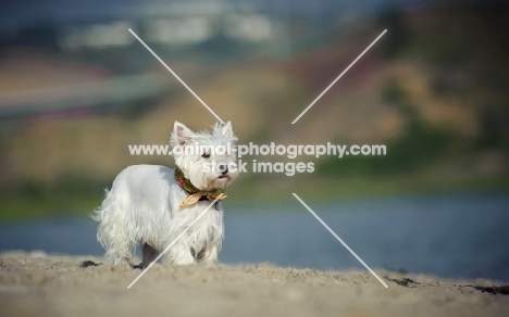 West Highland White Terrier