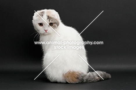 Blue Mackerel Torbie & White Scottish Fold