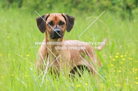 Rhodesian Ridgeback in high grass