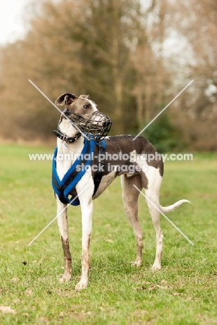 muzzled Lurcher in harness