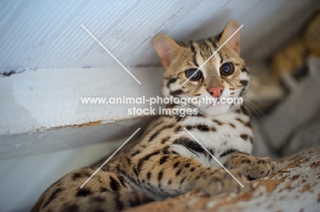 Asian Leopard cat looking towards camera