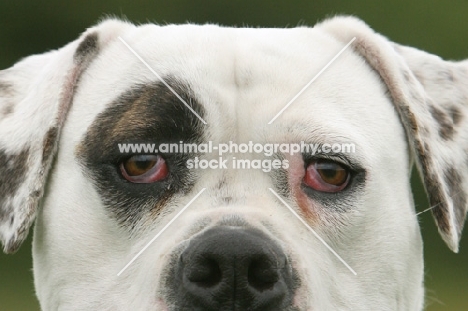American Bulldog, close up