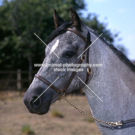 ruanne, welsh pony of cob type (section c), head study