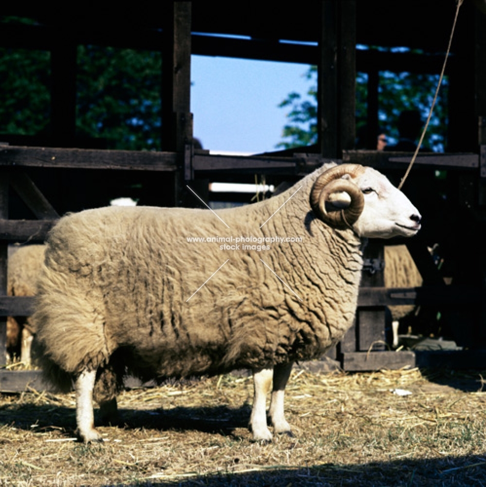 welsh mountain sheep looking ahead