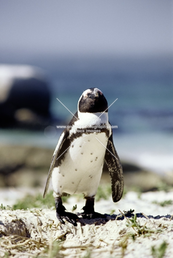 african penguin at boulders beach, s.africa