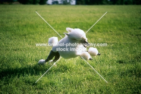 ch davlen the beloved, standard poodle leaping across grass