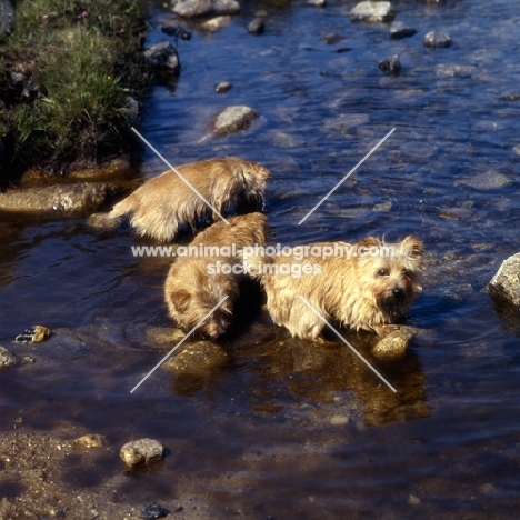 three norfolk terriers playing in a stream