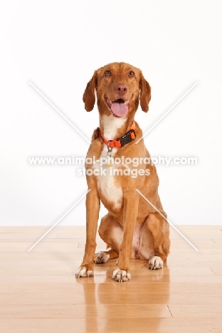 Viszla mix breed dog