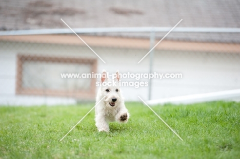 wheaten Scottish Terrier puppy running in yard.