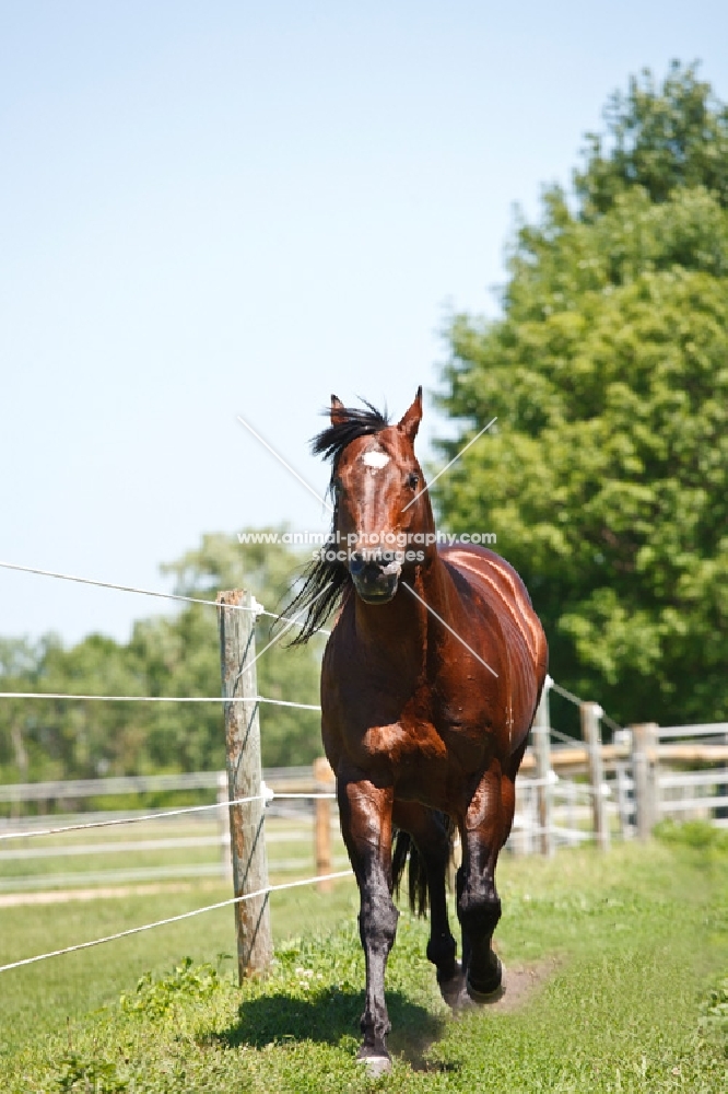 quarter horse front view