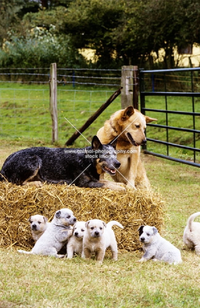 australian cattle dog family
