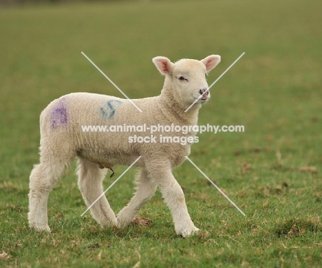 lamb running in grass, baby, full body