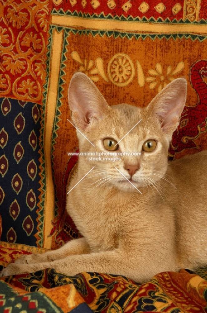 fawn abyssinian lying down