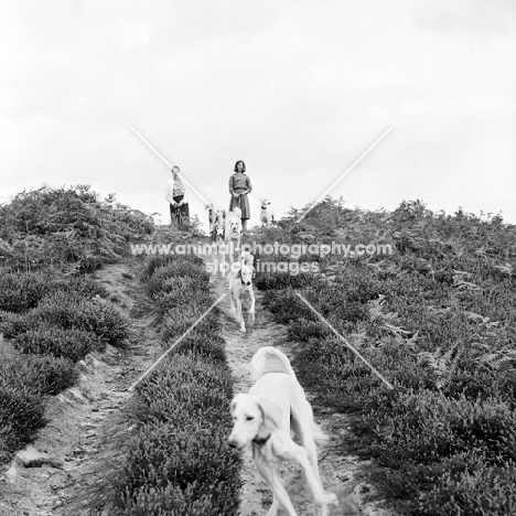 burydown salukis racing down a track on downs in sussex, hope waters back, left