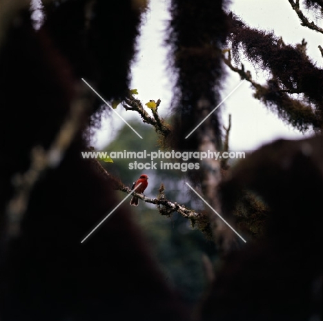 vermilion fly catcher amongst branches, santa cruz island, galapagos islands