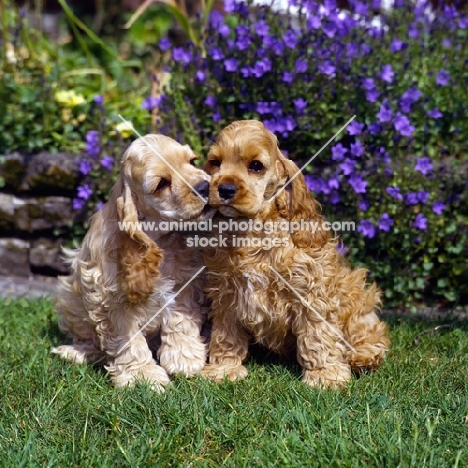 two american cocker spaniel puppies sitting on grass