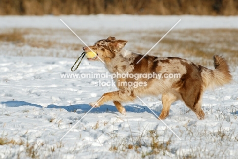 Australian Shepherd dog running with toy
