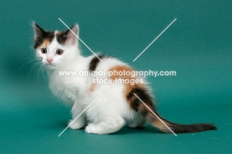 Torbie & White Turkish Van kitten
sitting down