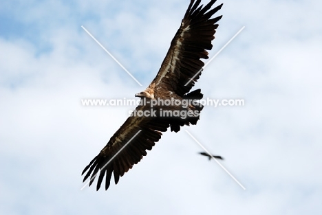 Vulture flying