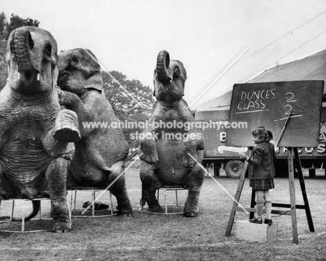 three elephants performing tricks next to a girl with a blackboard