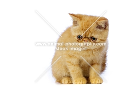Exotic ginger kitten isolated on a white background