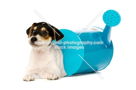 Jack Russell puppy with a blue watering can