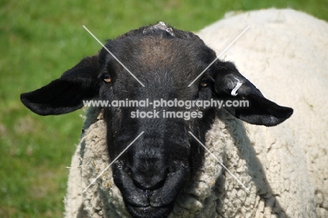 Suffolk ram, portrait