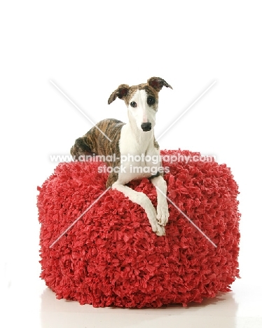 Whippet on red stool