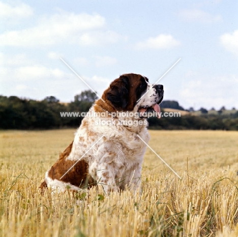 saint bernard sat in a field straw