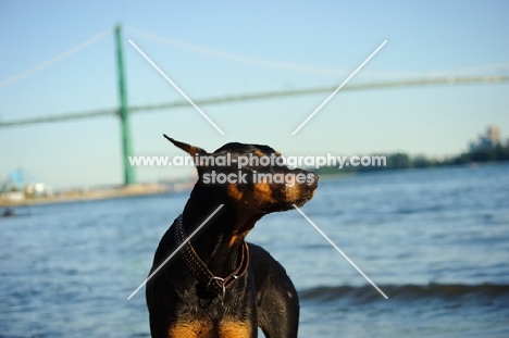 Dobermann with bridge in background