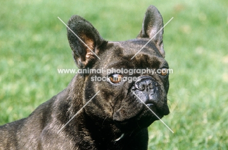 french bulldog head portrait