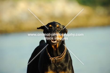 alert Dobermann