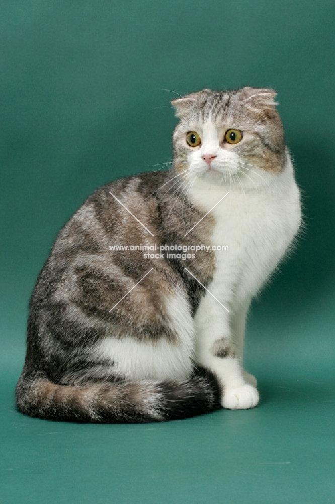 Silver Classic Tabby and White Scottish Fold cat, side view