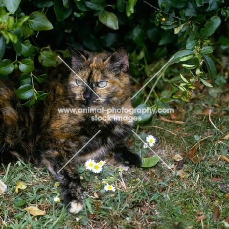 tortoiseshell non pedigree cat lurking hopefully among leaves