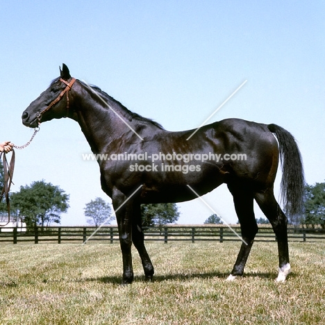 nearctic, son of nearco, sire of northern dancer, thoroughbred in usa