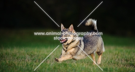 Swedish Vallhund running on grass