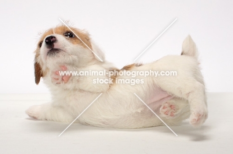 rough coated Jack Russell puppy, lying down