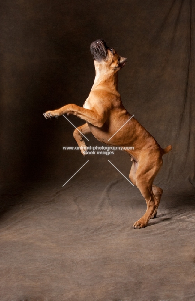 Cane Corso standing on back two legs 